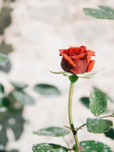 Rovezzano B&B - image 8