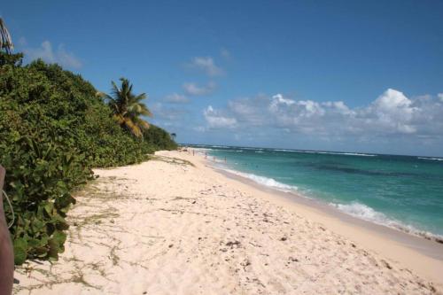Bougainvillea de rêve (Bougainvillea de reve) in Sainte-Anne
