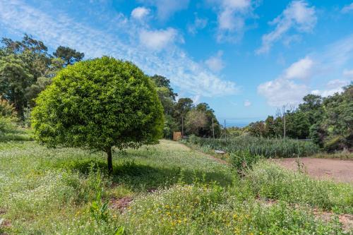 Quinta biológica, com vista, na Serra de Sintra