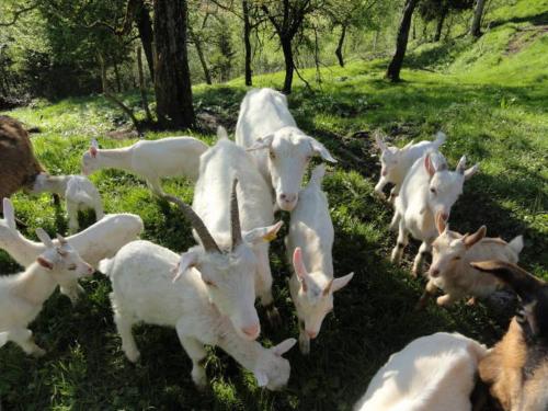 Farm Stay Dolinar Krainer - image 2