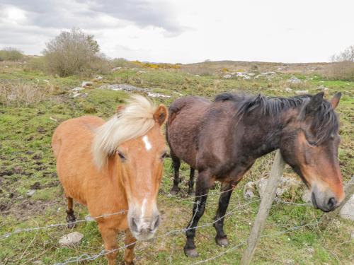 ทัศนียภาพภายนอกโรงแรม, Mary Kate's Cottage in ดันโกลว