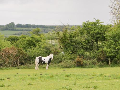 WhiteTor Farm: Nestling - image 14