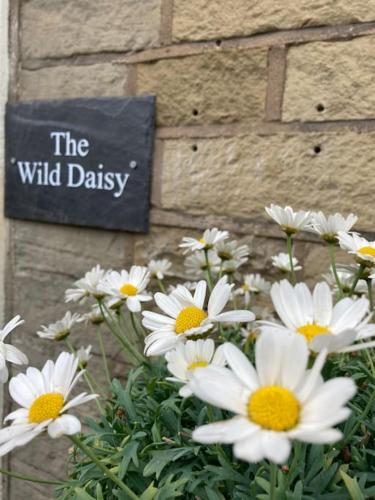 The Wild Daisy