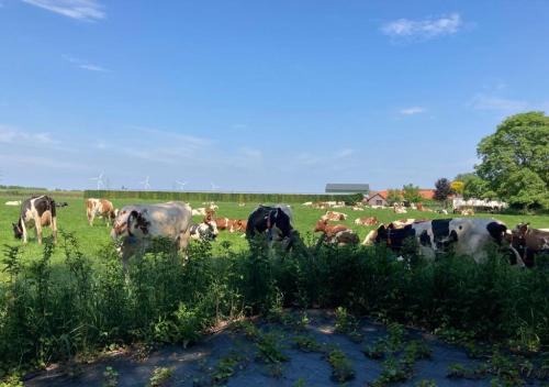  ´T Zand Bed & Breakfast in Echteld