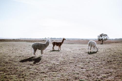 Coorong Island Retreat - Farm Stay at Pet Friendly Property