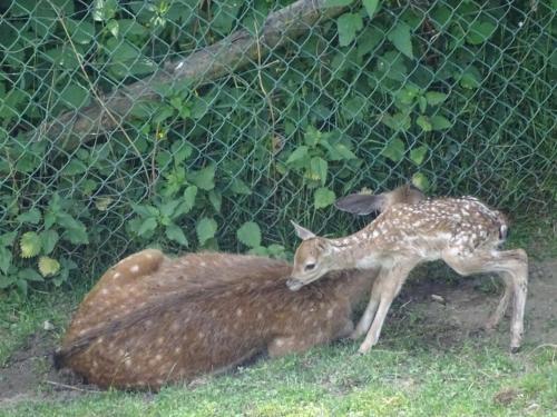 Apartament u Jawora Apartament u Jawora