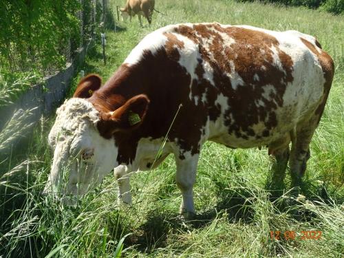 Apartament u Jawora Apartament u Jawora