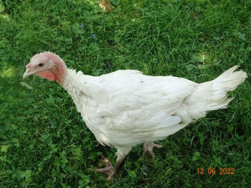 Apartament u Jawora Apartament u Jawora