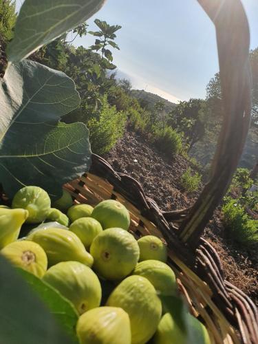 Agriturismo Le Terre di Veneré