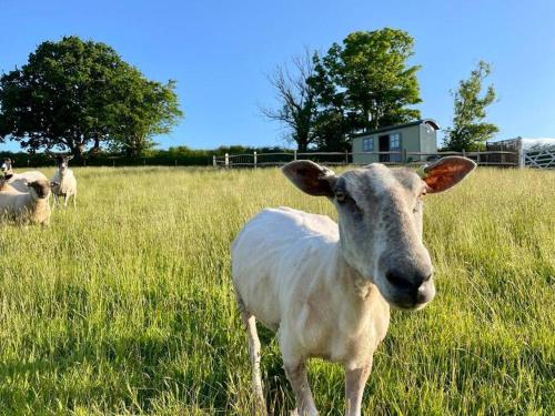 B&B Modbury - Luxury Shepherd Hut on small South Hams farm, Devon - Bed and Breakfast Modbury