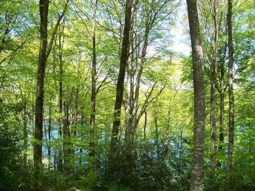 Les gîtes de la Planette - gîte 1 - Saint-Amans-Valtoret