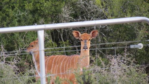 Kudu Ridge Game Lodge