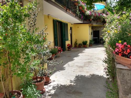  Giallo Sole in Colleferro