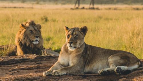 Kudu Safari Camp