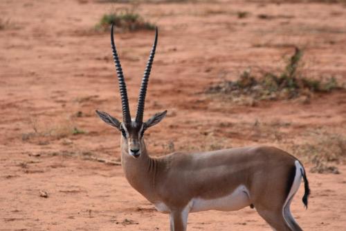 Kudu Safari Camp