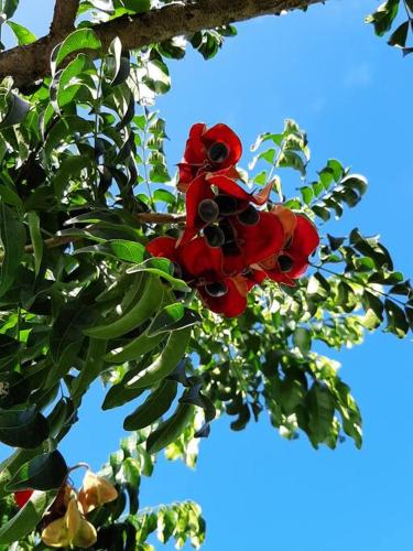 Studio Perle de Zanzibar Trois-Ilets Studio Perle de Zanzibar Trois-Ilets