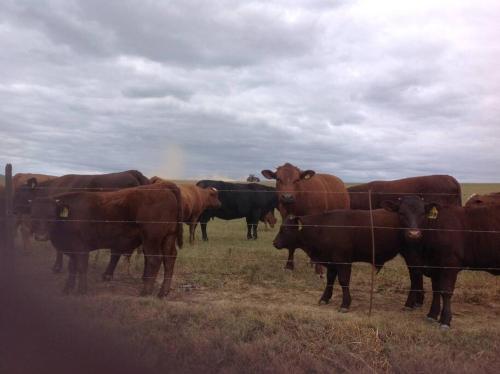 Blou Porselein Guestfarm