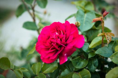 Karowlina Cozy House Berlin 1-4 Person Karowlina Cozy House Berlin 1-4 Person