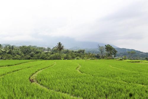 OYO Homes 91151 Desa Wisata Kreatif Perdamaian Srumbung Gunung