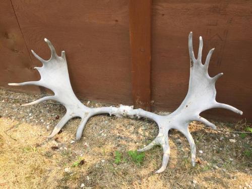 Denali Park Homestead