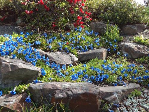 Garden, Tailor Made Tekapo Accommodation - Hostel in Lake Tekapo