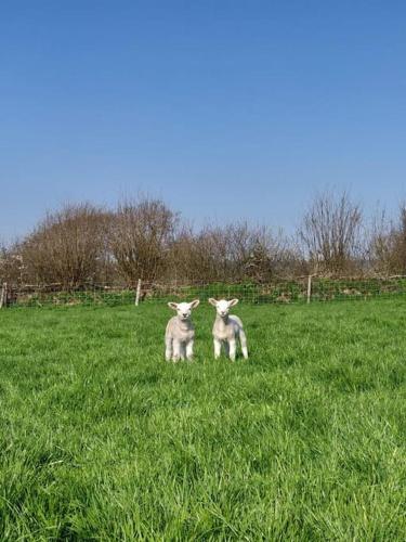 Shepherds hut surrounded by fields and the Jurassic coast