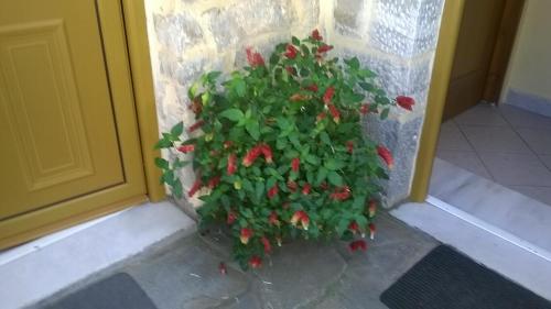 Lamprou – Kosmas, VA