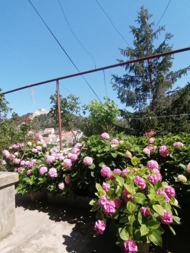 Guesthouse Bracanović 2