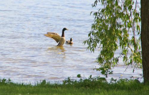 Junior-Suite am Plönersee