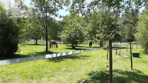 le jardin de myrtille