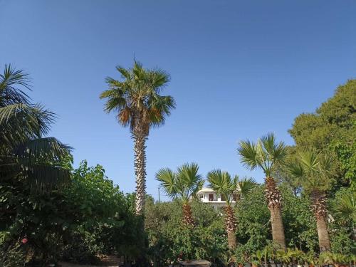 . palm-tree
