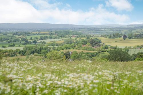 The Chestnuts - image 12