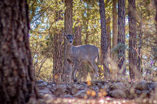 Forest Cabin 1 Hunters Blind