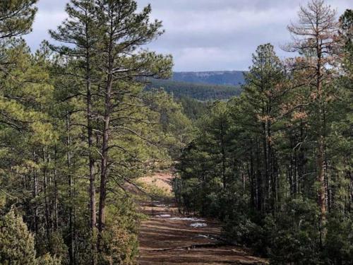 Forest Cabin 2 Birds Nest