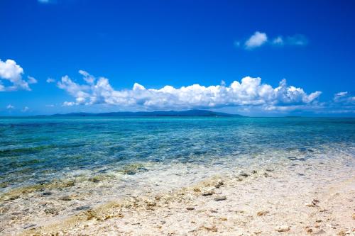 palm tree, Isola di Ishigaki (foto 4)