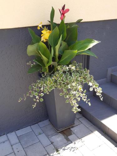 Appartement Ferienwohnung LANG