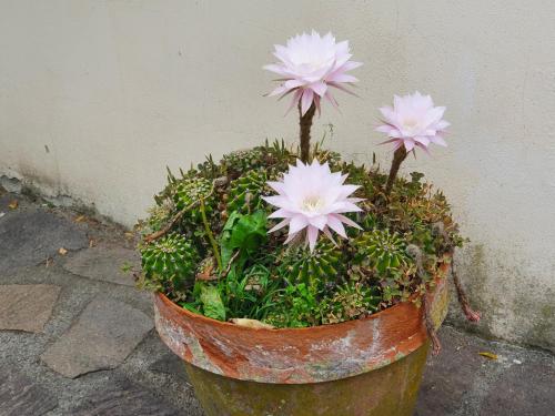 Giardino Dei Fiori