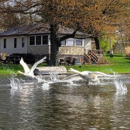 Large 1 BR Cottage, KING BED on the Lake in Paw Paw