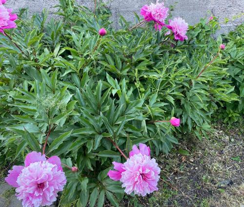 Cheerful Three room villa at Strömstad City Center (Cheerful Three room villa at Stromstad City Center) in Bojardalen