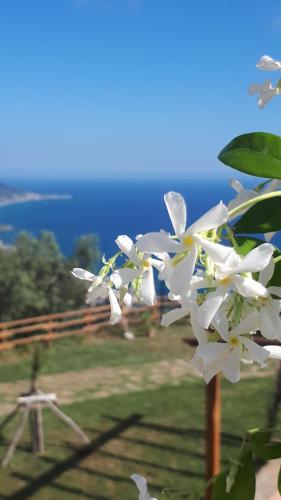 Tenuta Belvedere Cilento