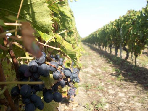 Loire, Châteaux, et Vignes