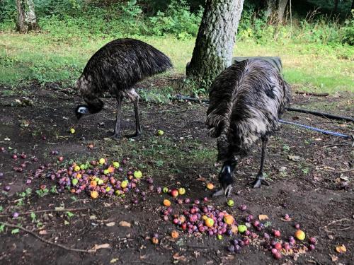 レーヴスタ Cottage on unique farm 4つ星 シングルルーム プール