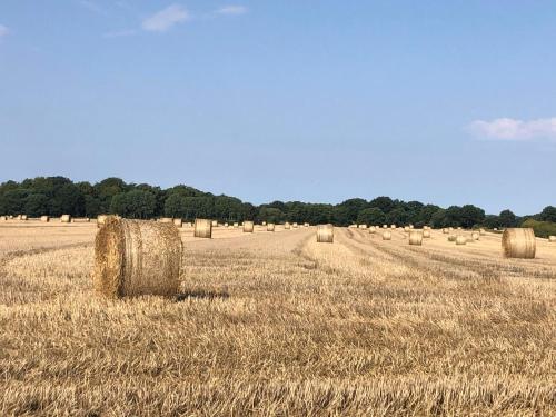 レーヴスタ Cottage on unique farm 4つ星 シングルルーム レストラン