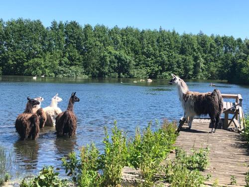 レーヴスタ Cottage on unique farm 4つ星 シングルルーム 施設