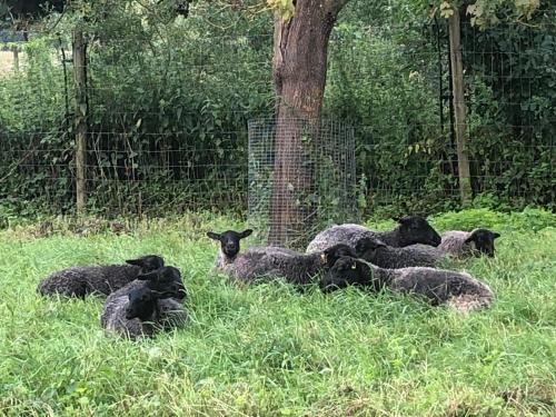 レーヴスタ Cottage on unique farm 4つ星 シングルルーム 客室