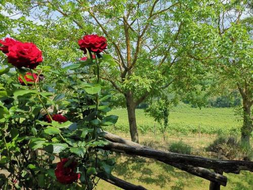 Cascina Valtignosa Camere Con Vigna