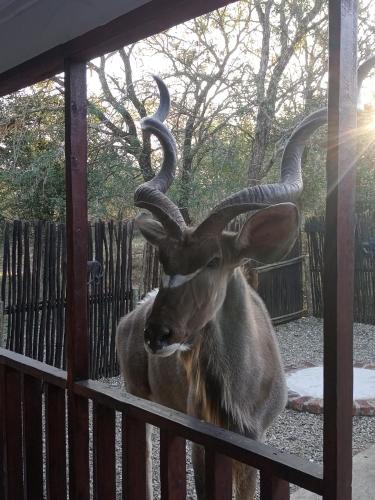 Wild Escape - Kruger National Park