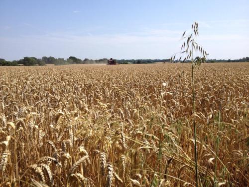 Puttocks Farm - image 7