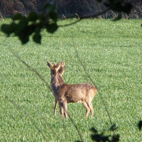 Cosy Flat in a Pretty Town. in Crewkerne