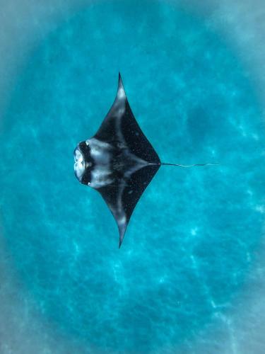 The Pearl Seaview in Vaavu Atoll